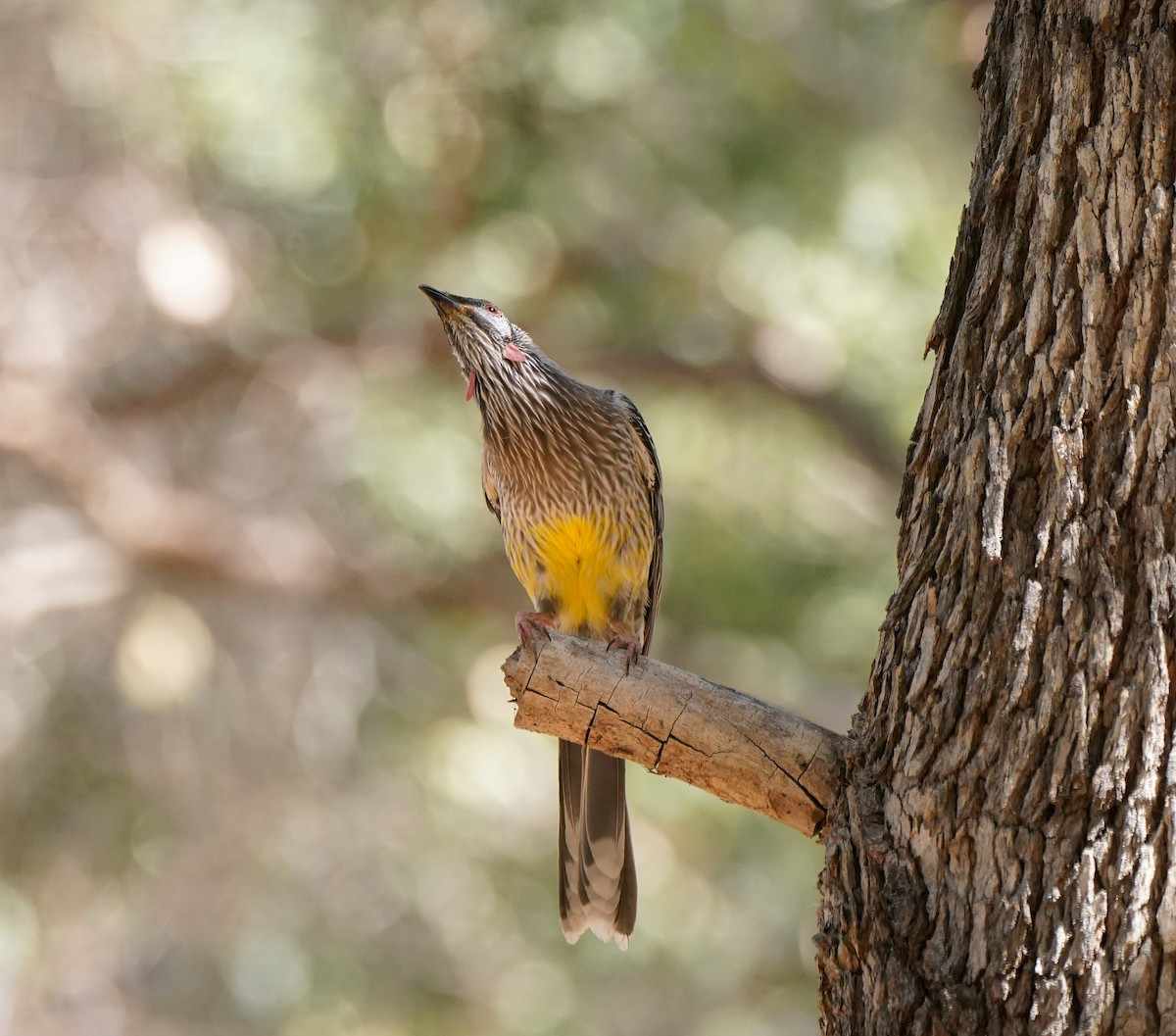Red Wattlebird - ML642957194