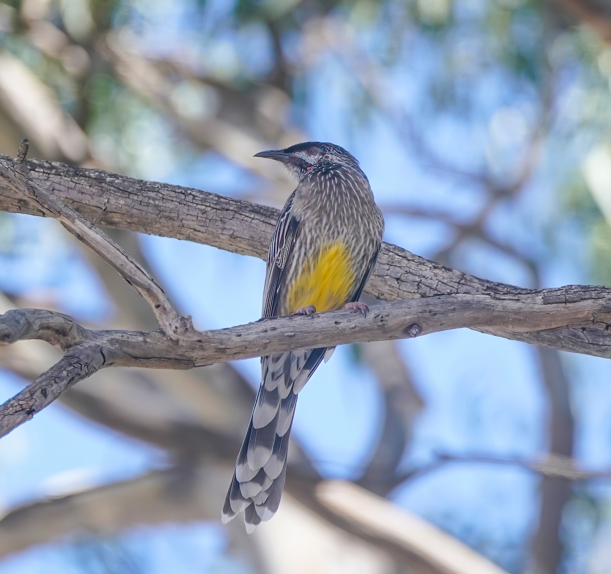 Red Wattlebird - ML642957222