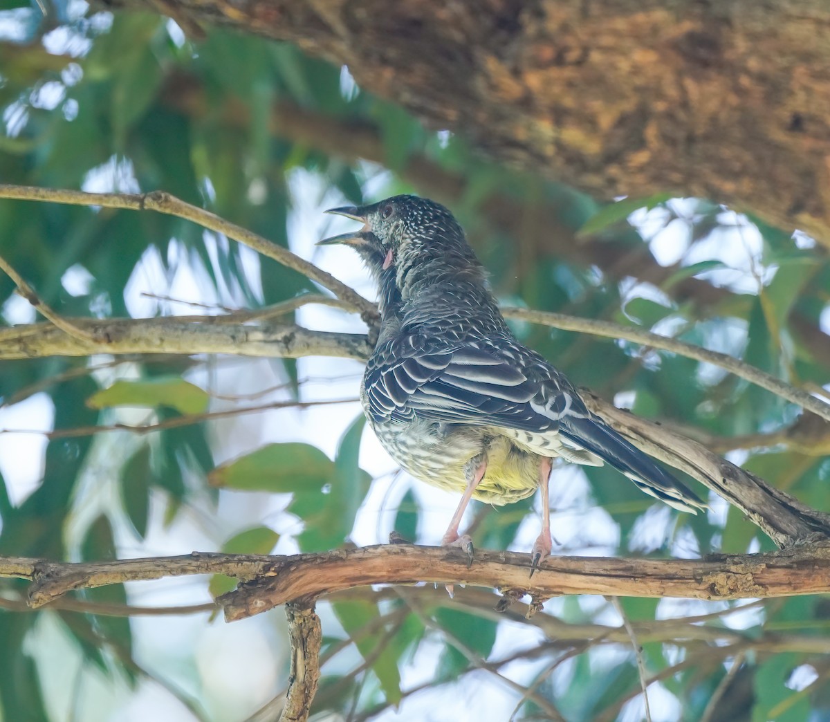 Red Wattlebird - ML642957223