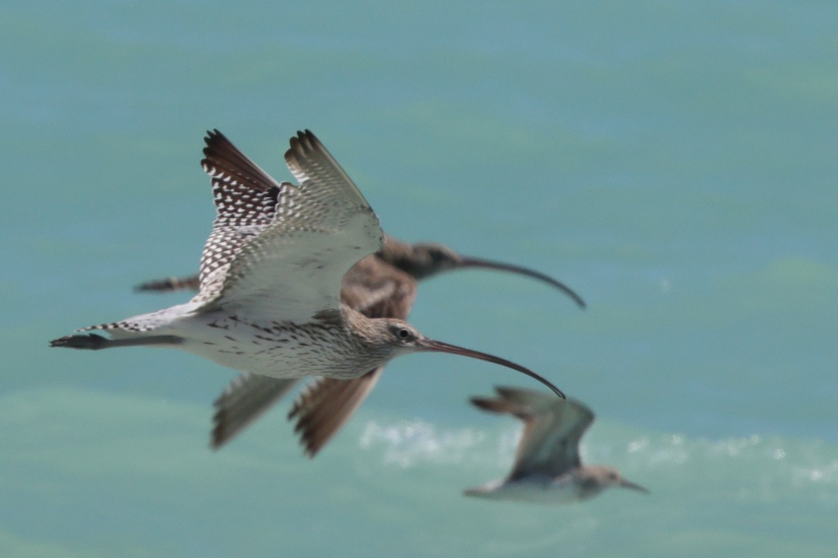 Морин тутгалжин - ML642957227