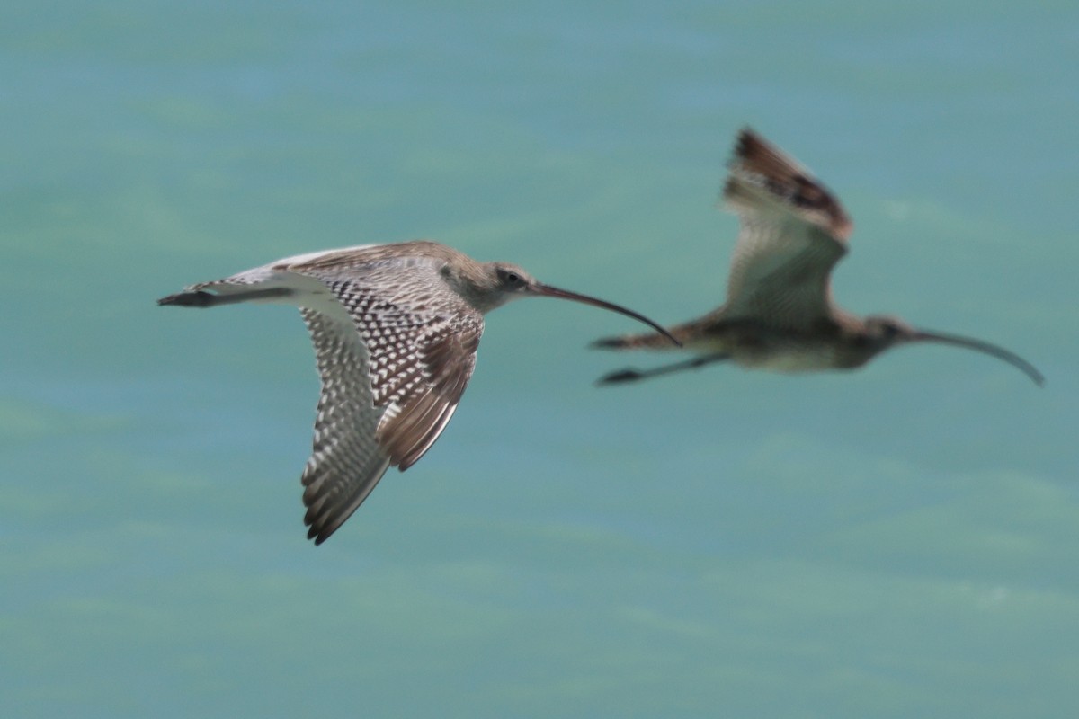 Морин тутгалжин - ML642957228