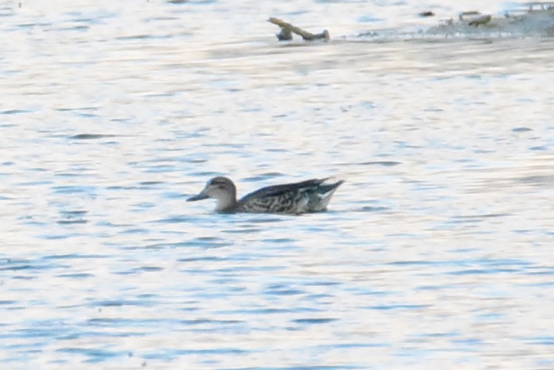 Green-winged Teal - ML642957256