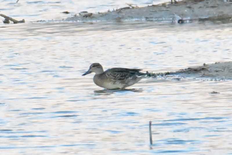 Green-winged Teal - ML642957257