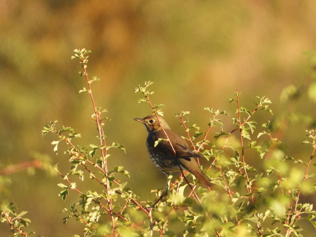 Song Thrush - ML642957304