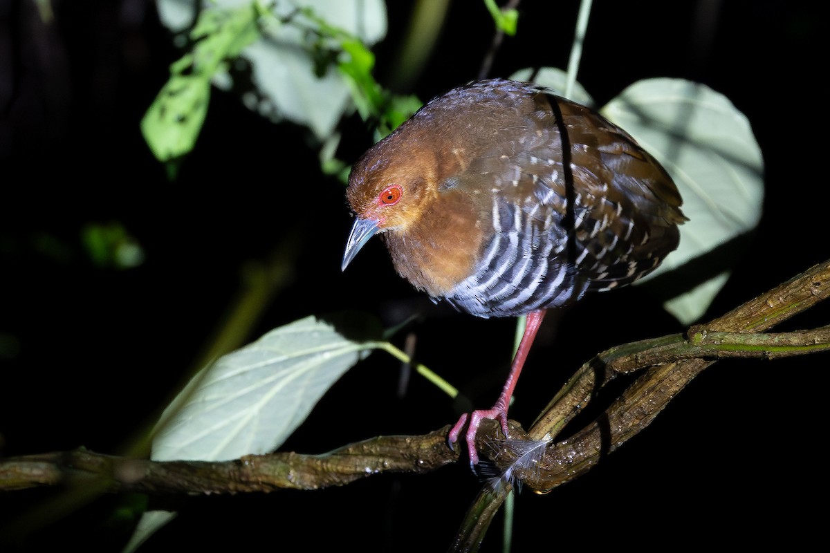 Red-legged Crake - ML642957306