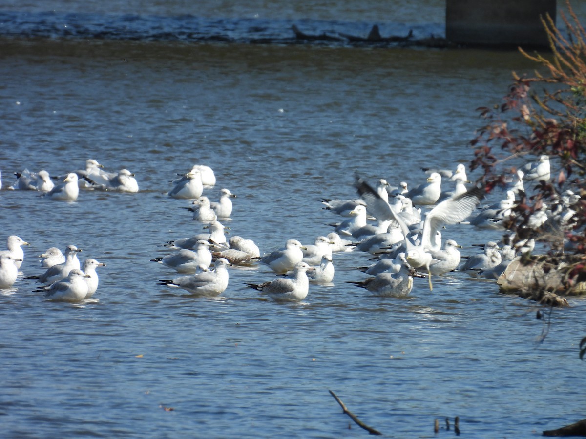 Ring-billed Gull - ML642957322