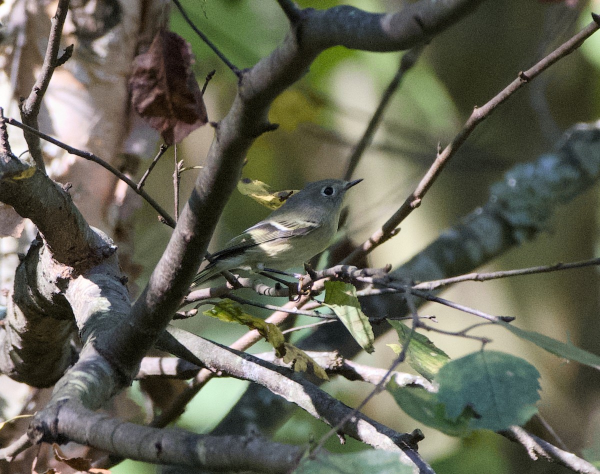 Ruby-crowned Kinglet - ML642957327