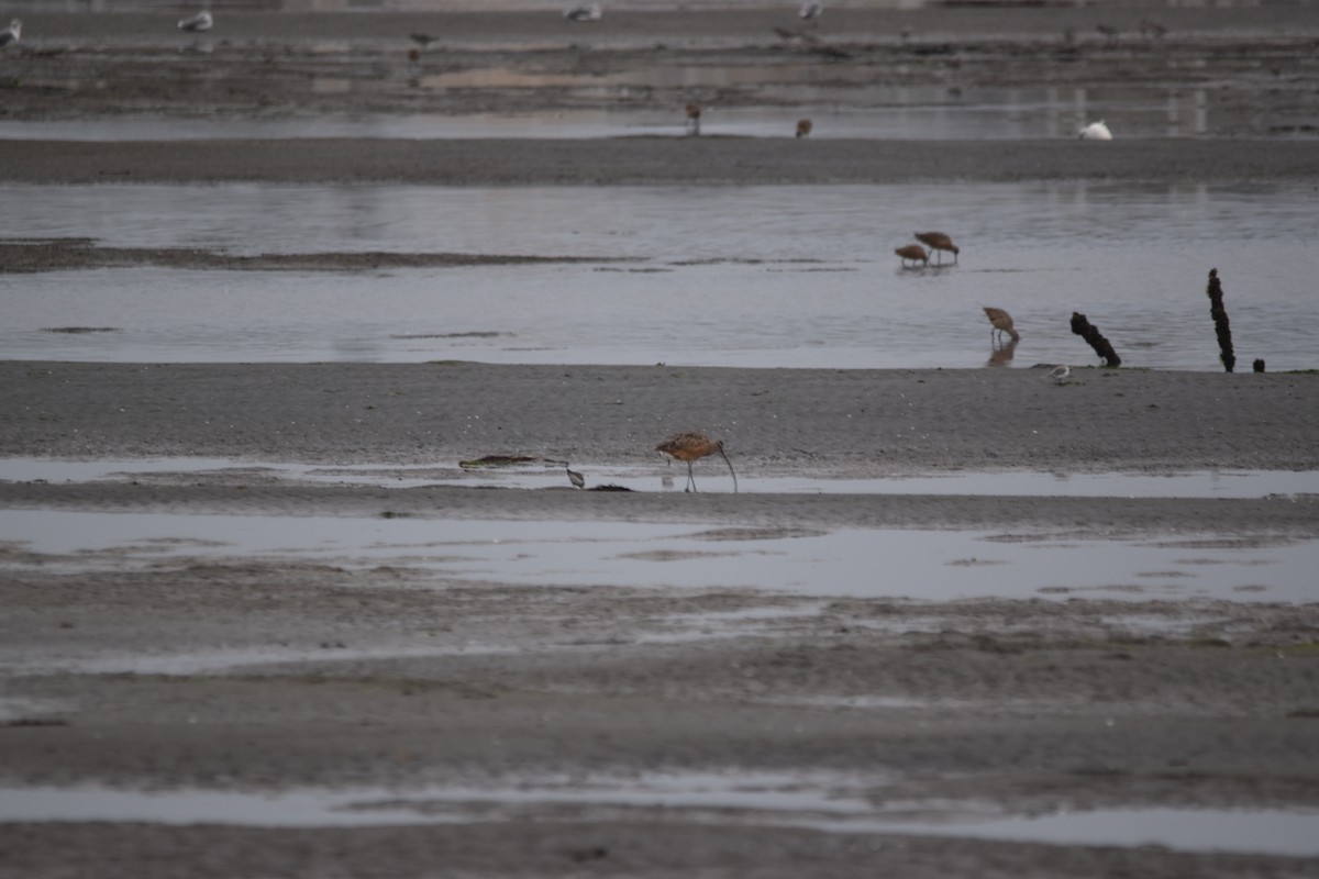 Long-billed Curlew - ML642957339