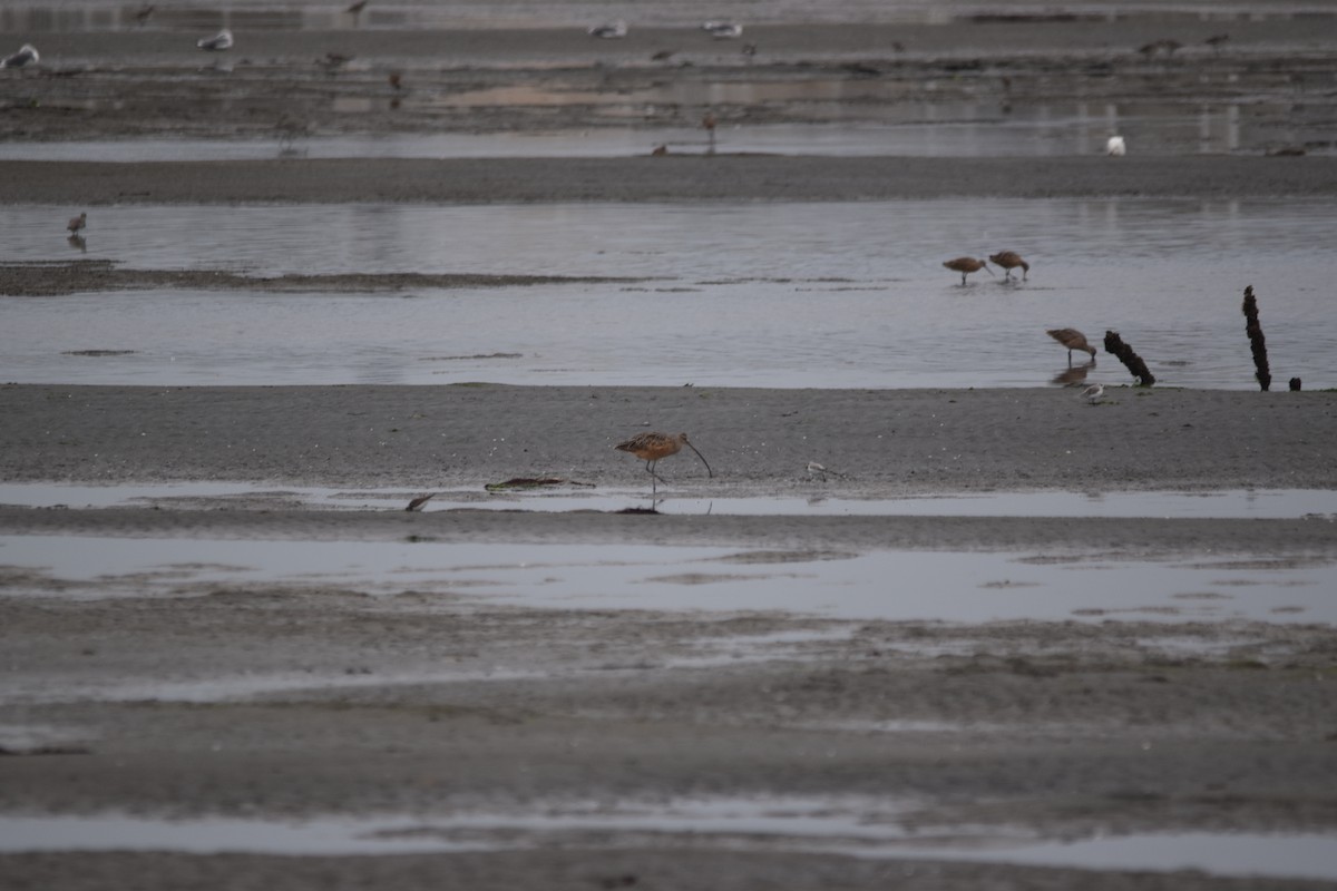 Long-billed Curlew - ML642957340