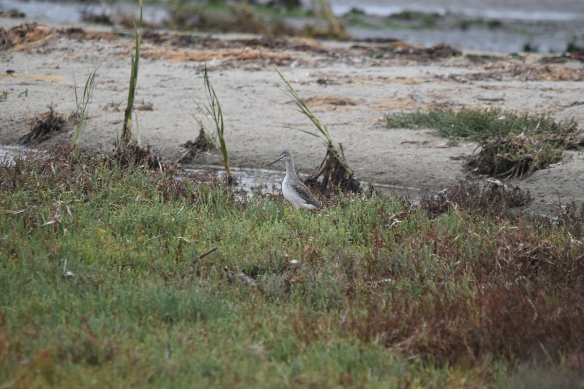 Greater Yellowlegs - ML642957342