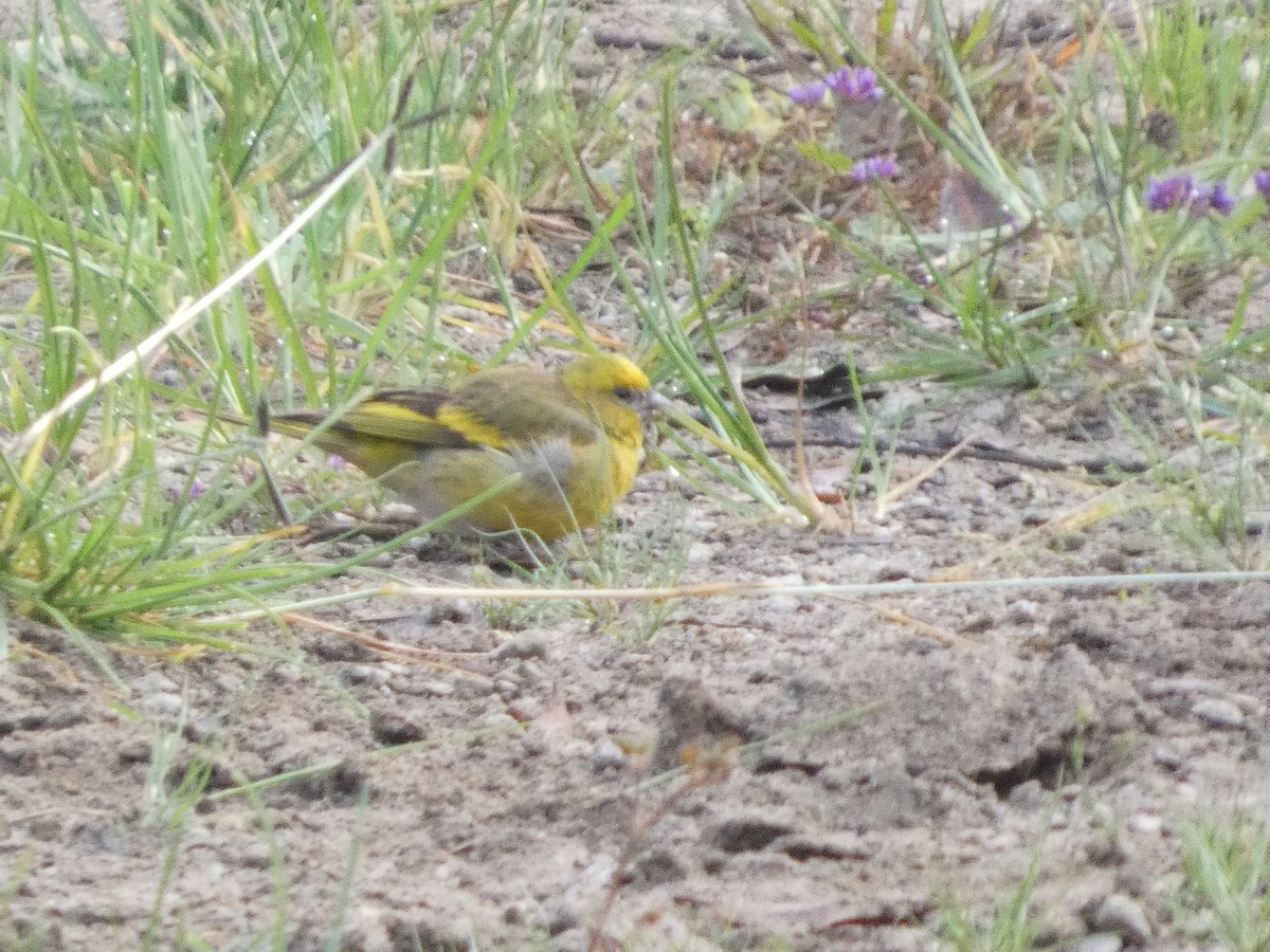 Yellow-crowned Canary - ML642957343