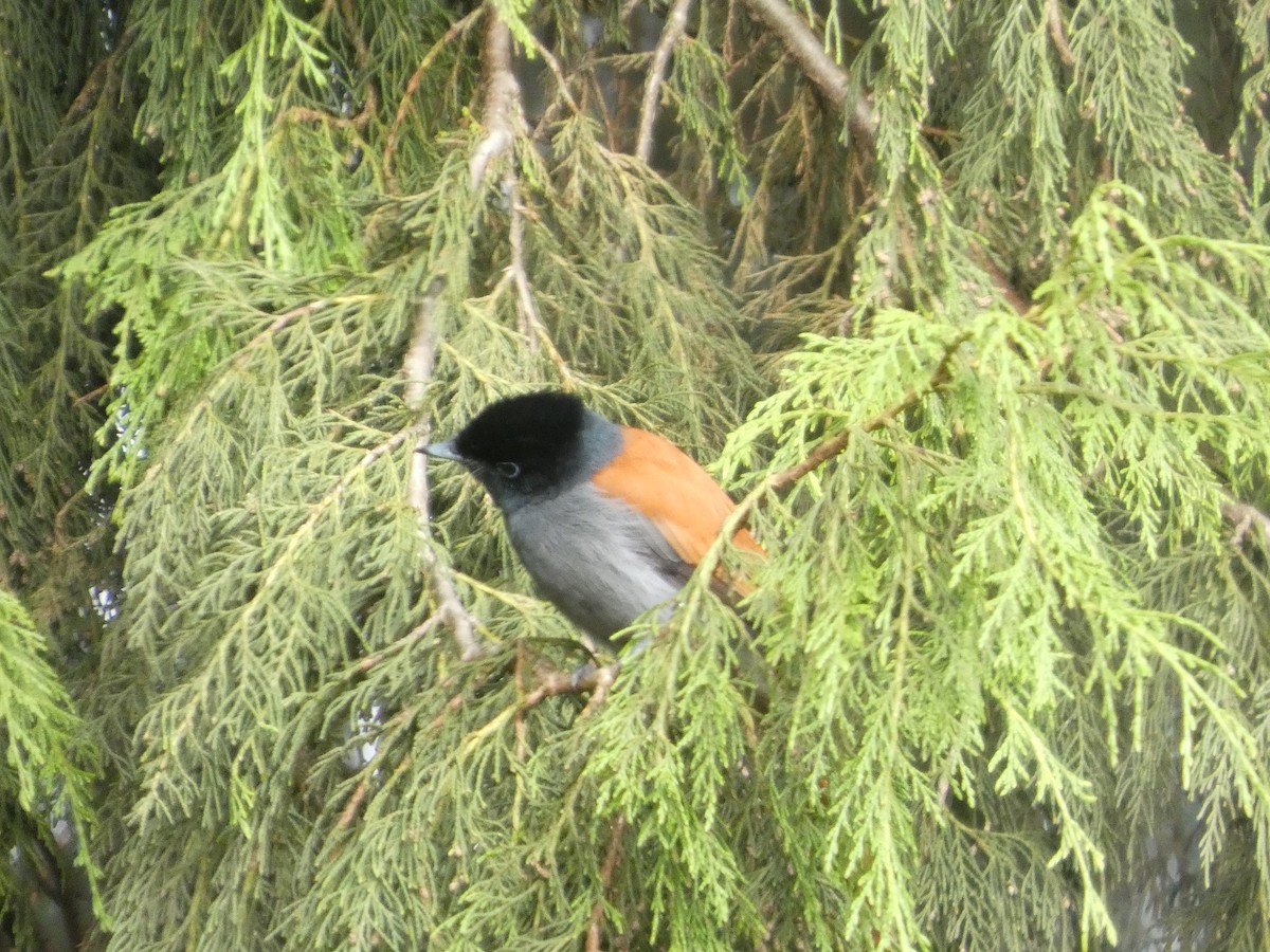 African Paradise-Flycatcher - ML642957347