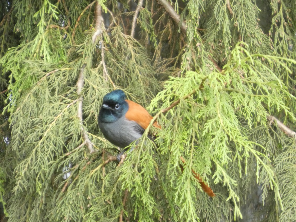 African Paradise-Flycatcher - ML642957348