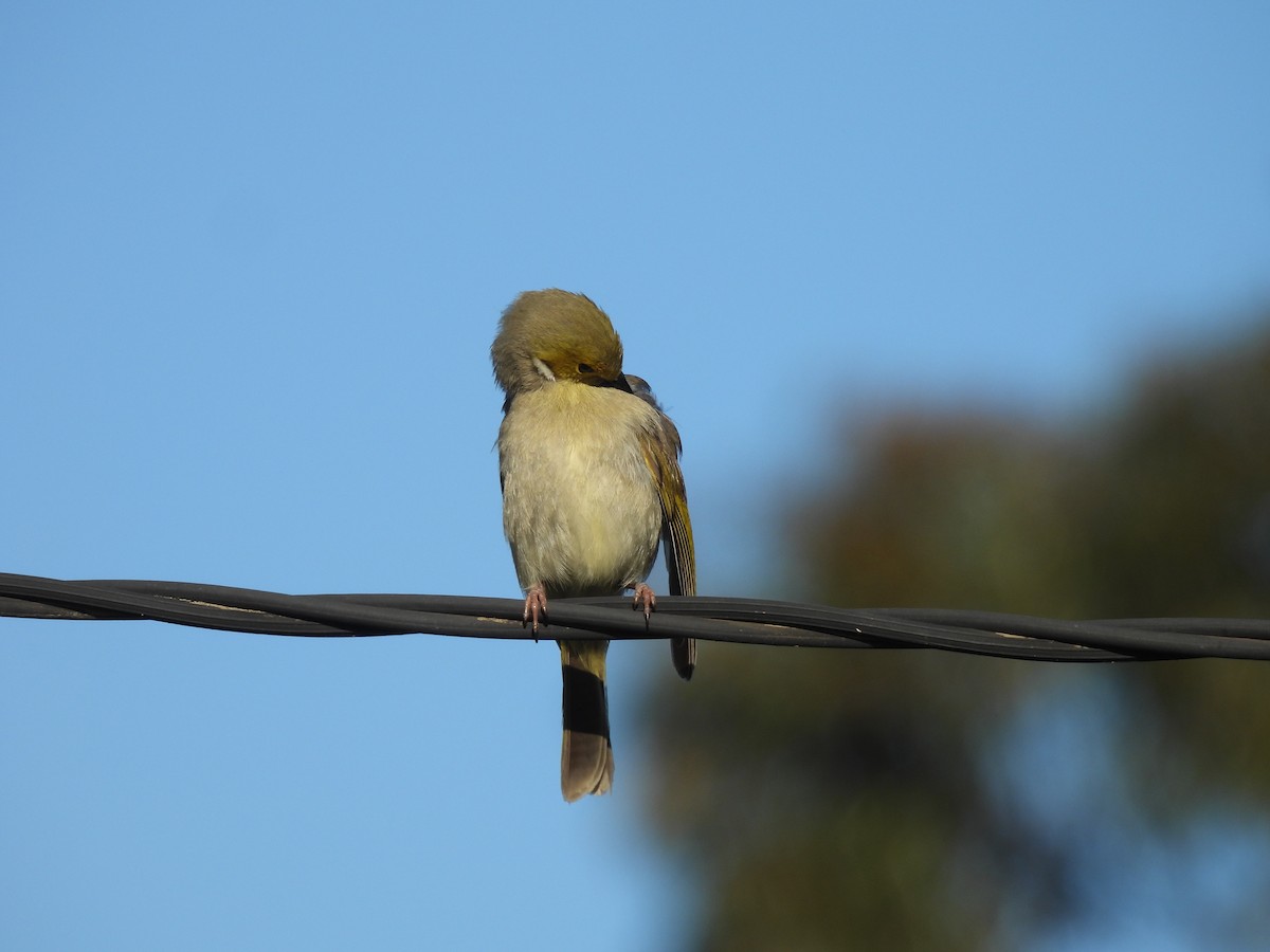 White-plumed Honeyeater - ML642957353