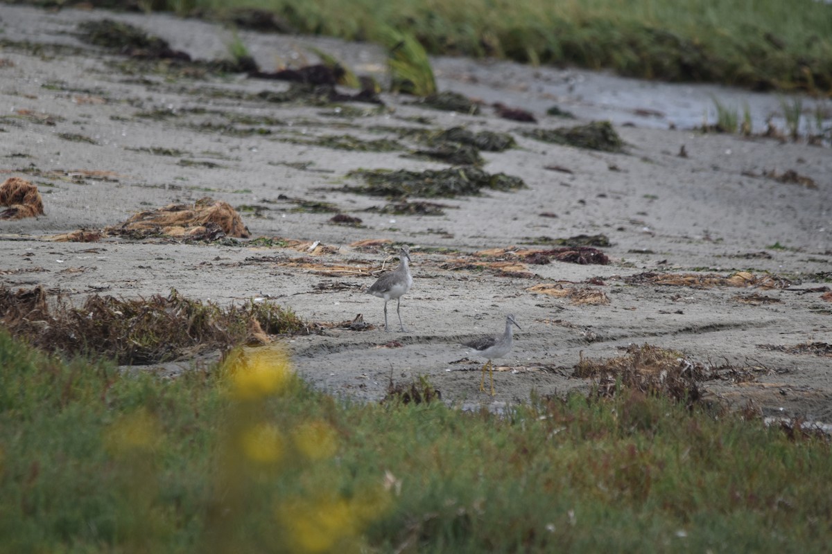 Greater Yellowlegs - ML642957370