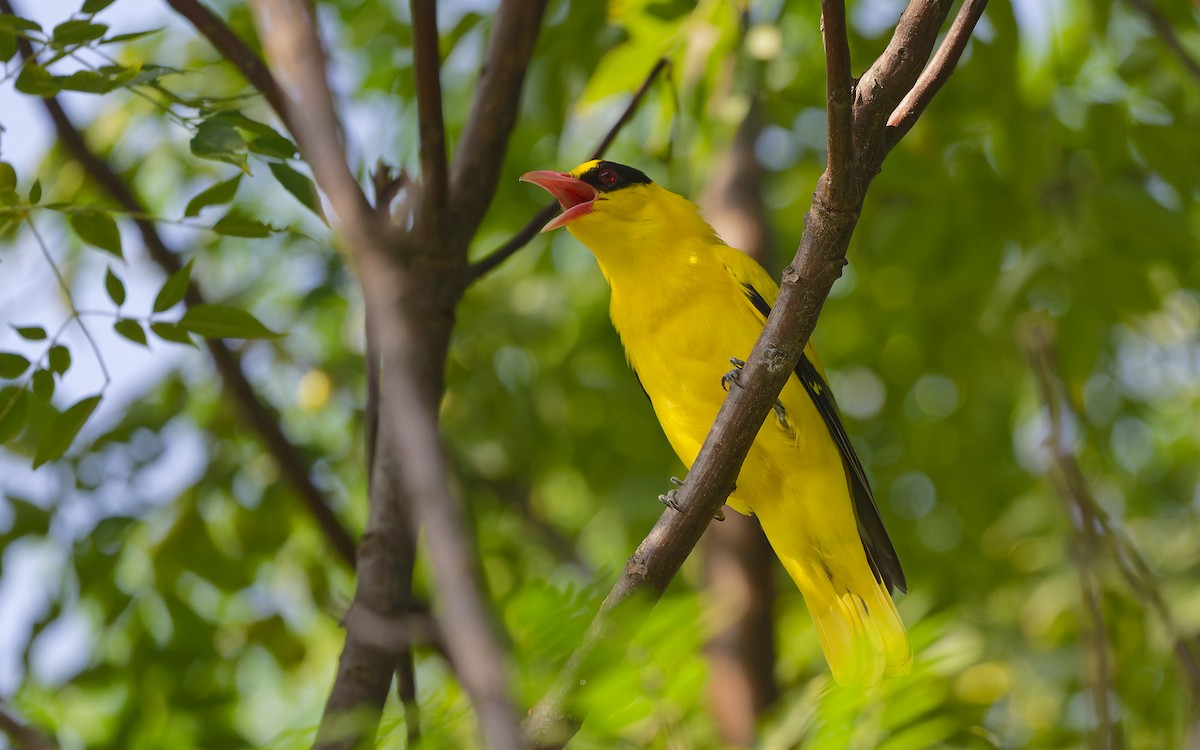Black-naped Oriole - ML642957373