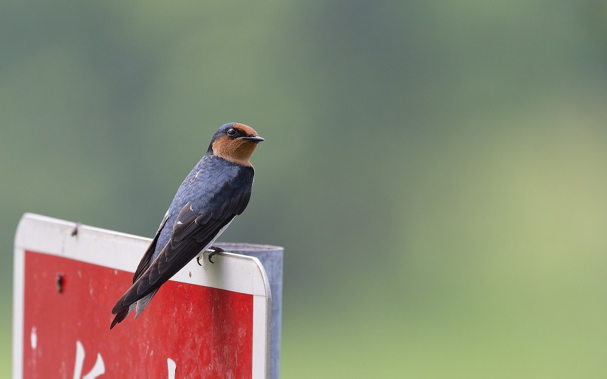 Pacific Swallow - ML642957379