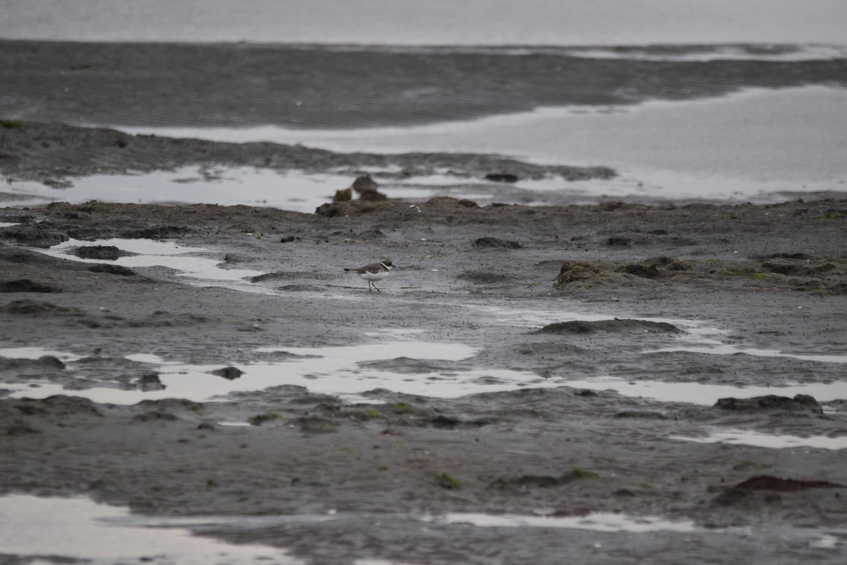 Semipalmated Plover - ML642957395