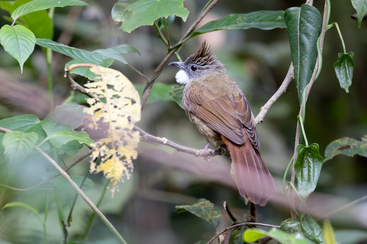 Bulbul à ventre marron (ruficrissus/fowleri) - ML642957421