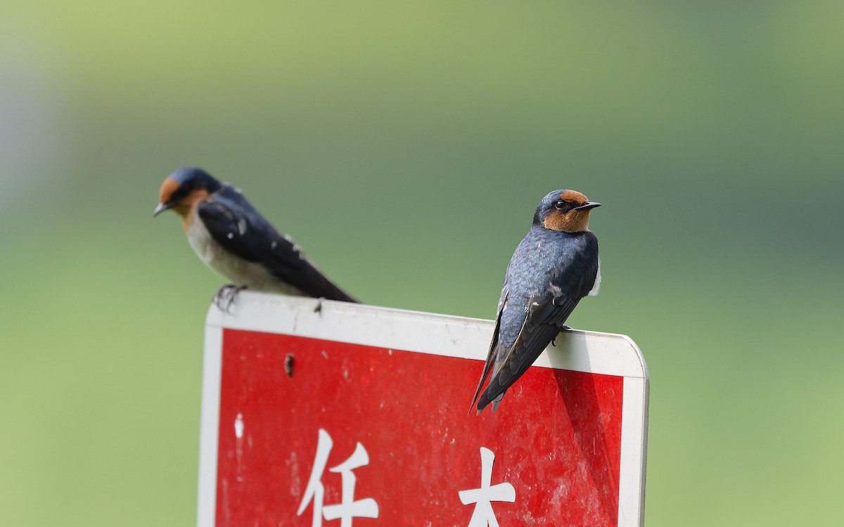 Pacific Swallow - ML642957422