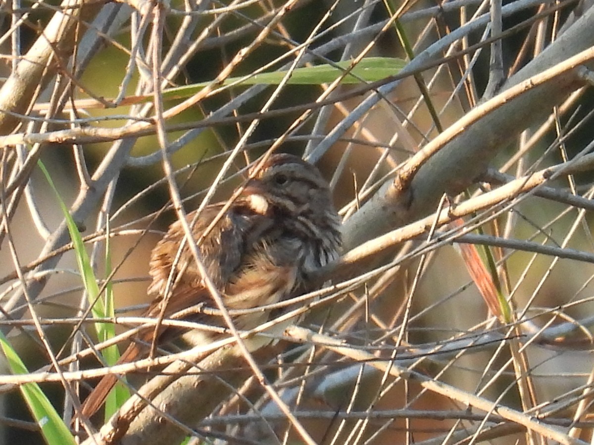 Song Sparrow - ML642957424