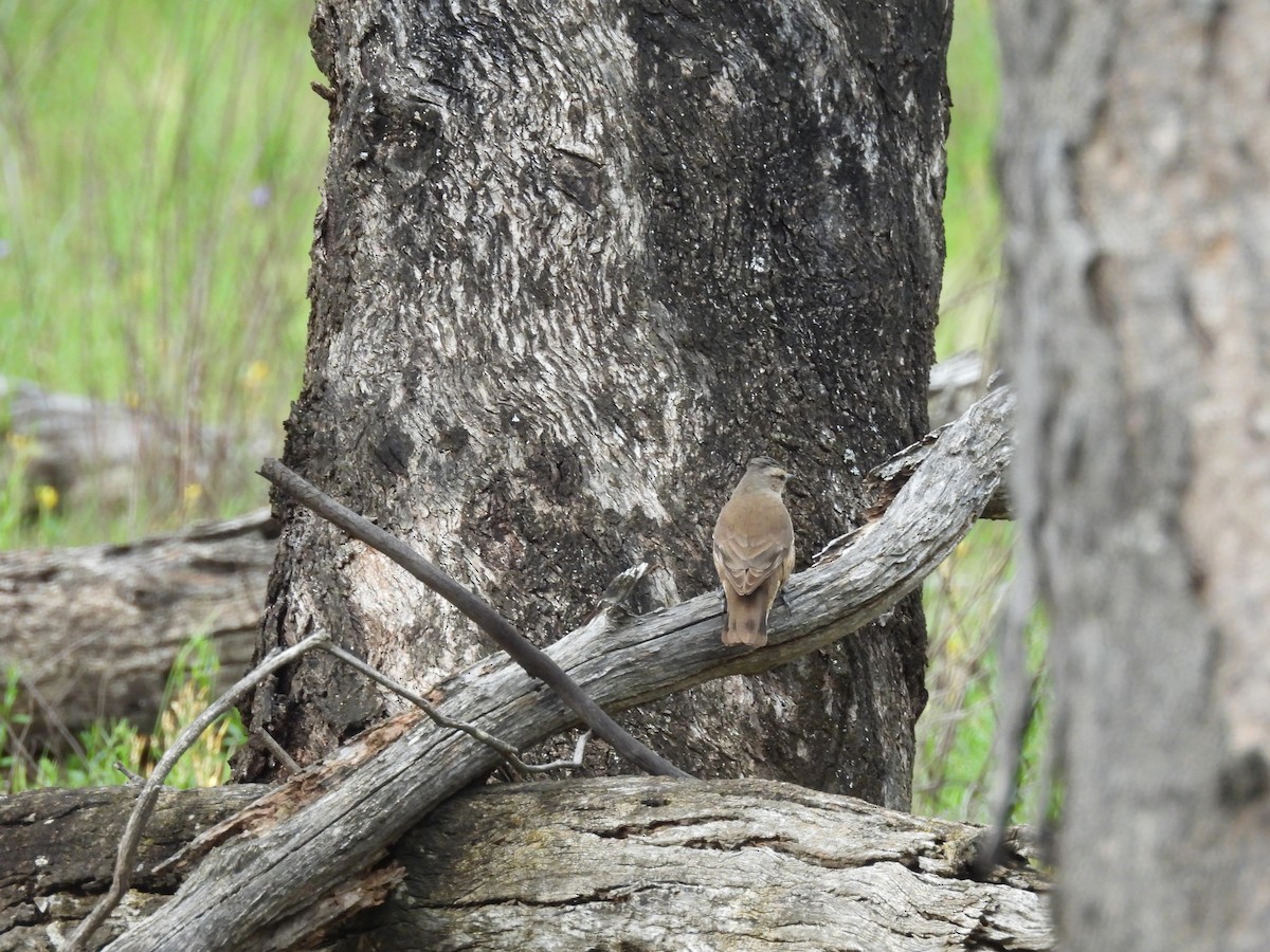 Brown Treecreeper - ML642957426