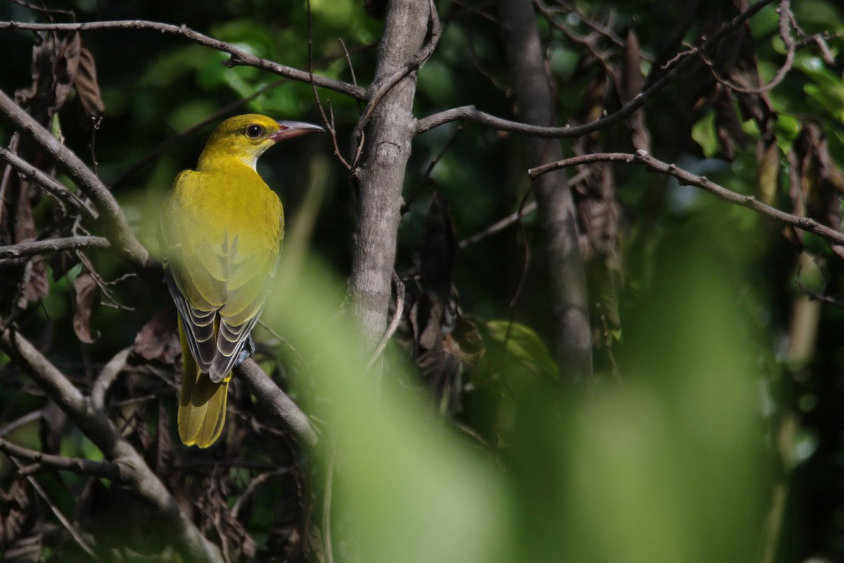 Black-naped Oriole (East Asian) - ML642957437