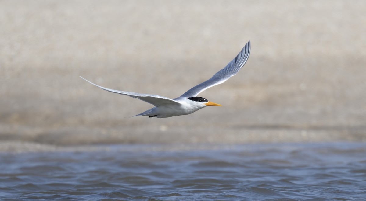 Lesser Crested Tern - ML642957444