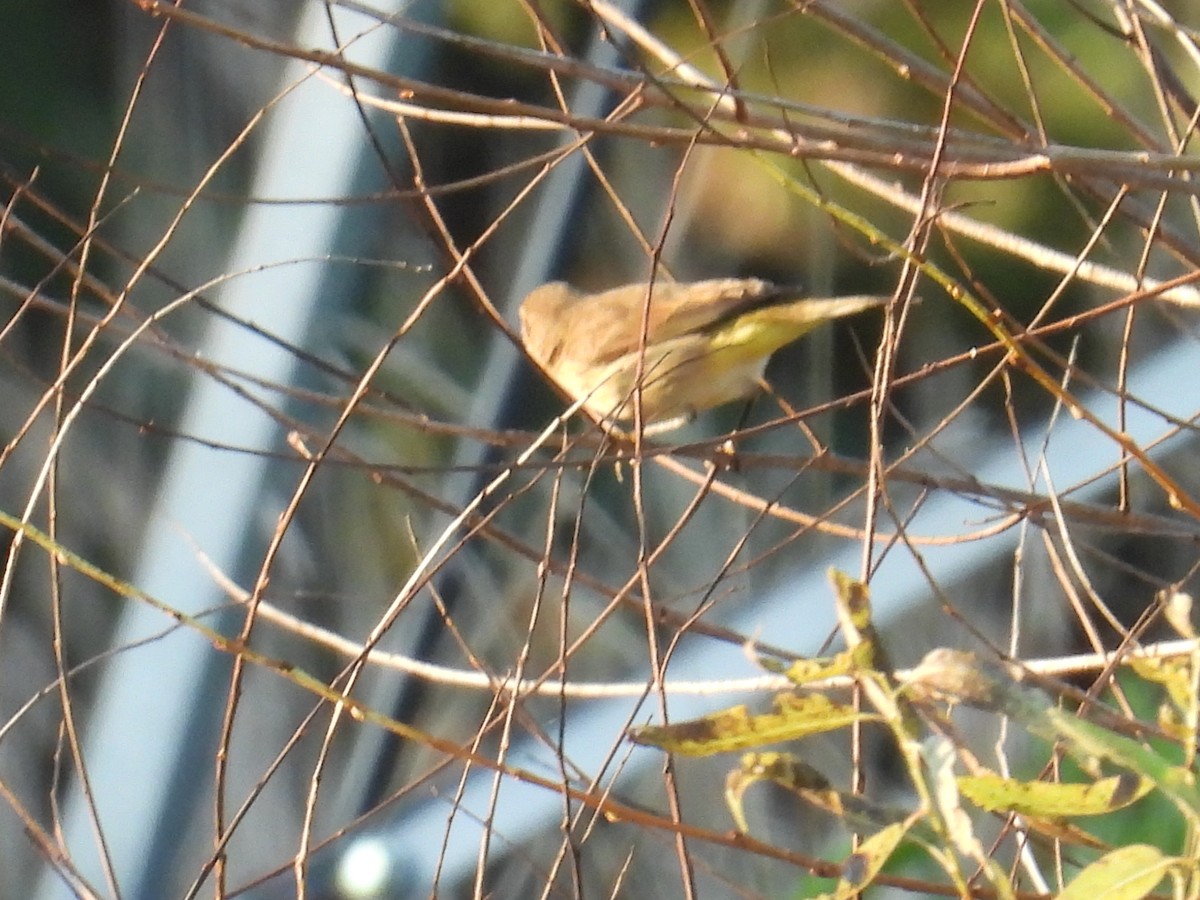 Palm Warbler - ML642957454