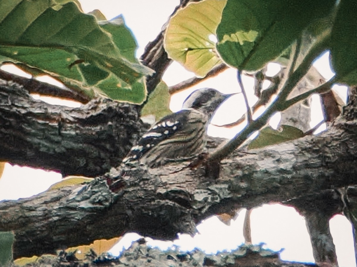 Gray-capped Pygmy Woodpecker - ML642957455