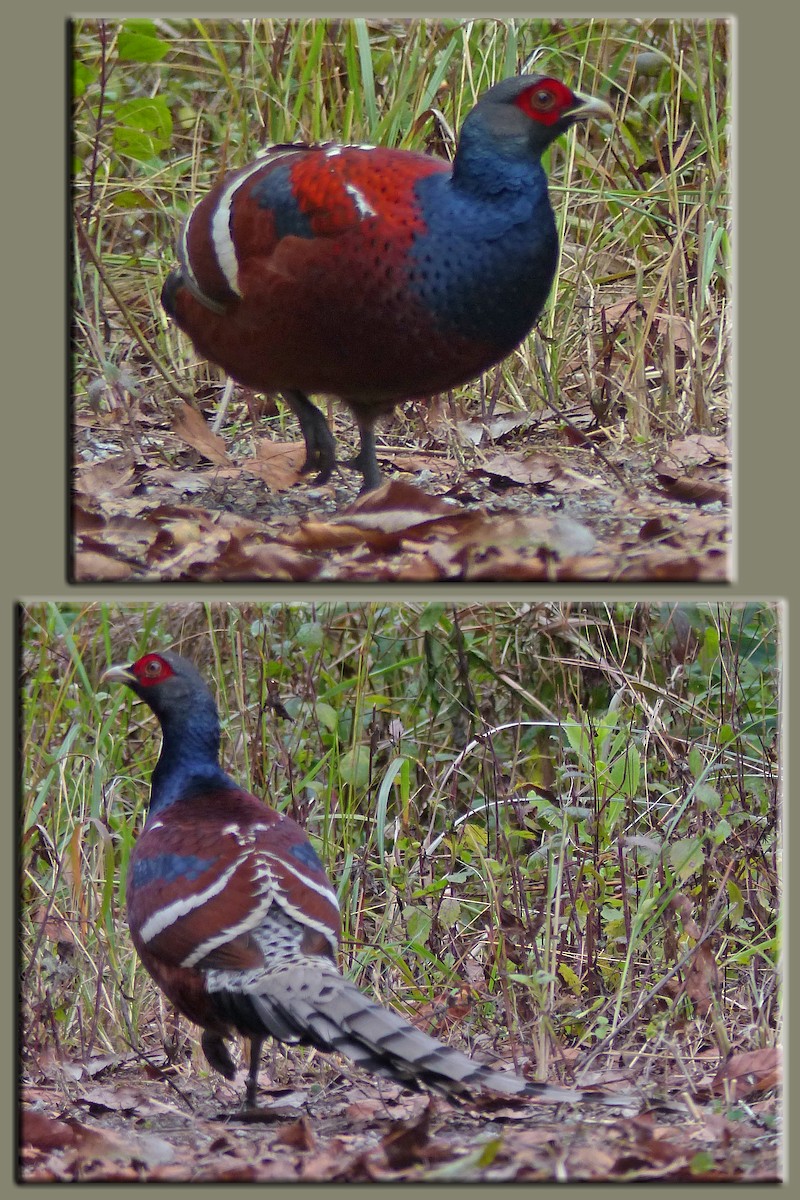 Mrs. Hume's Pheasant - ML642957456