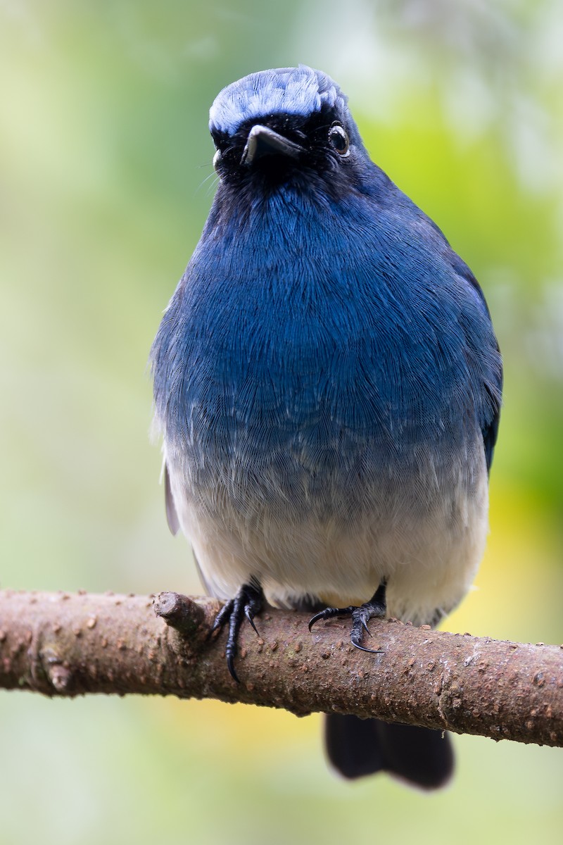 Papamoscas Índigo (ruficrissa/cerviniventris) - ML642957457