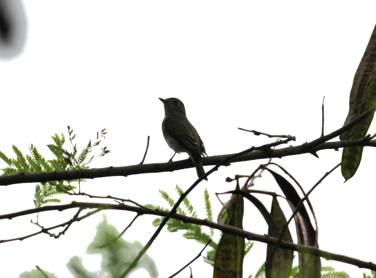 Asian Brown Flycatcher - ML642957458