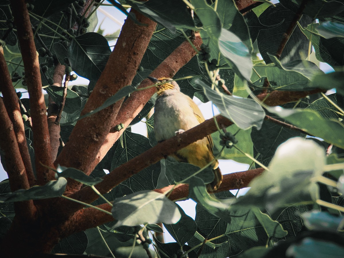 Stripe-throated Bulbul - ML642957462