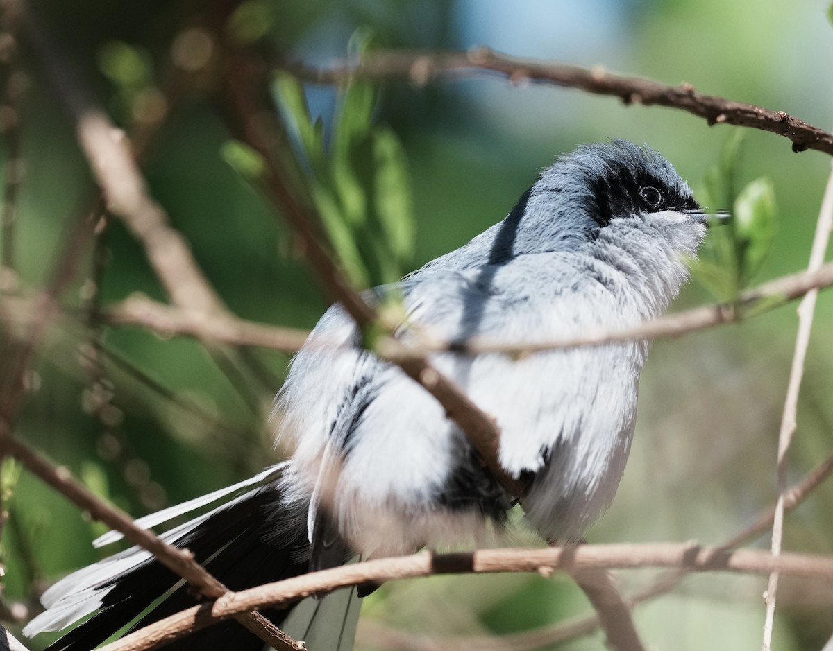 Masked Gnatcatcher - ML642957468