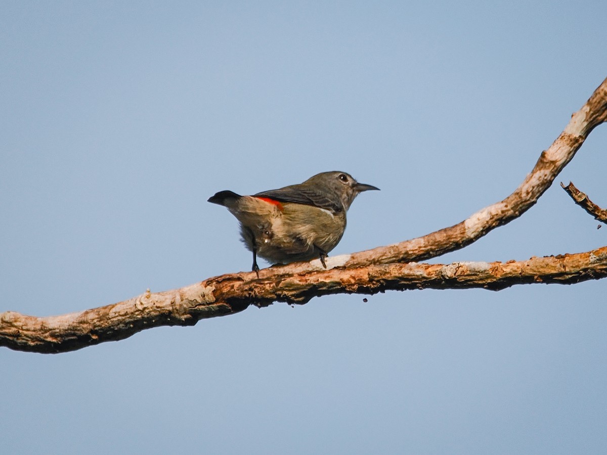 Scarlet-backed Flowerpecker - ML642957469