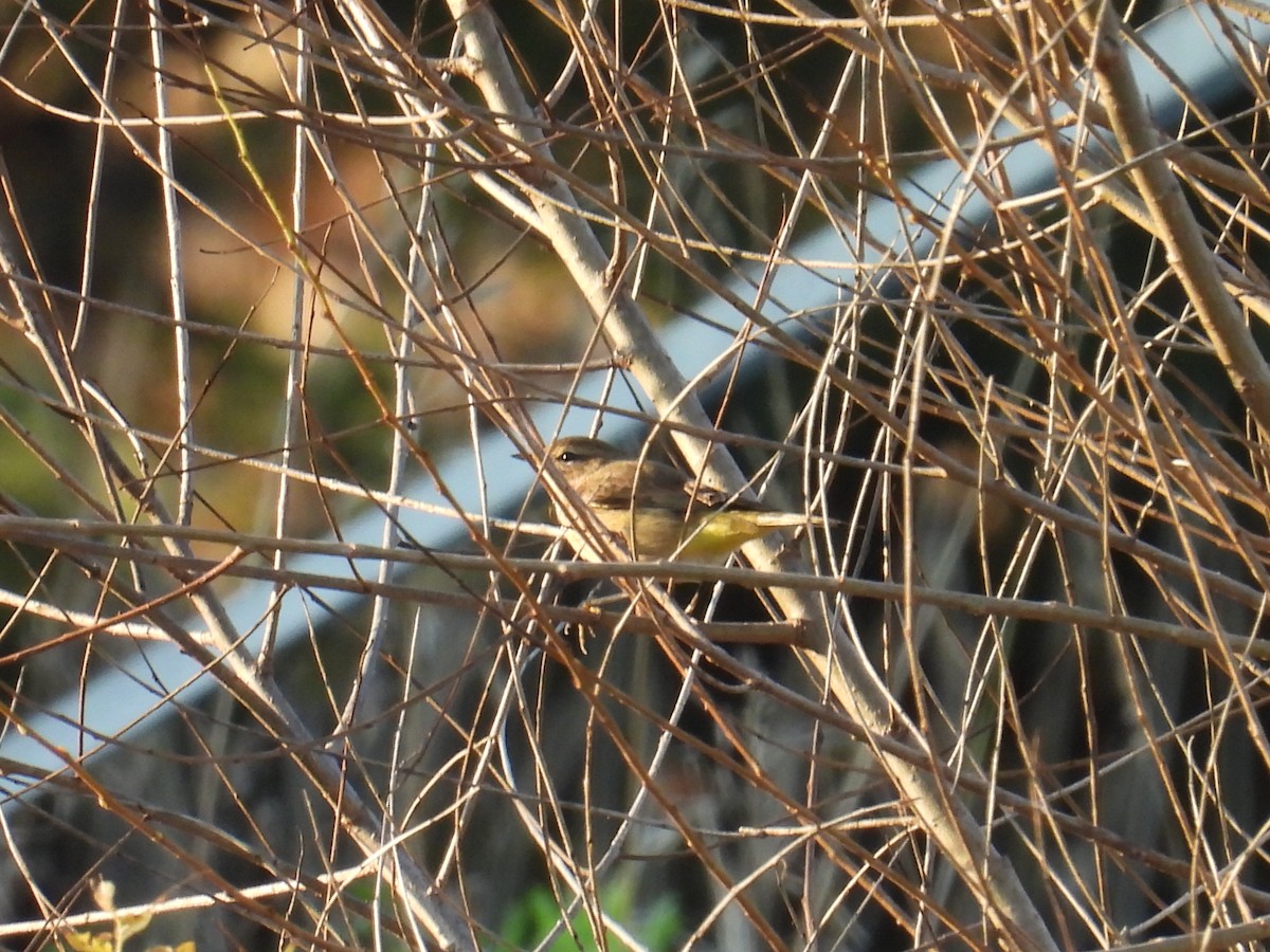 Palm Warbler - ML642957481