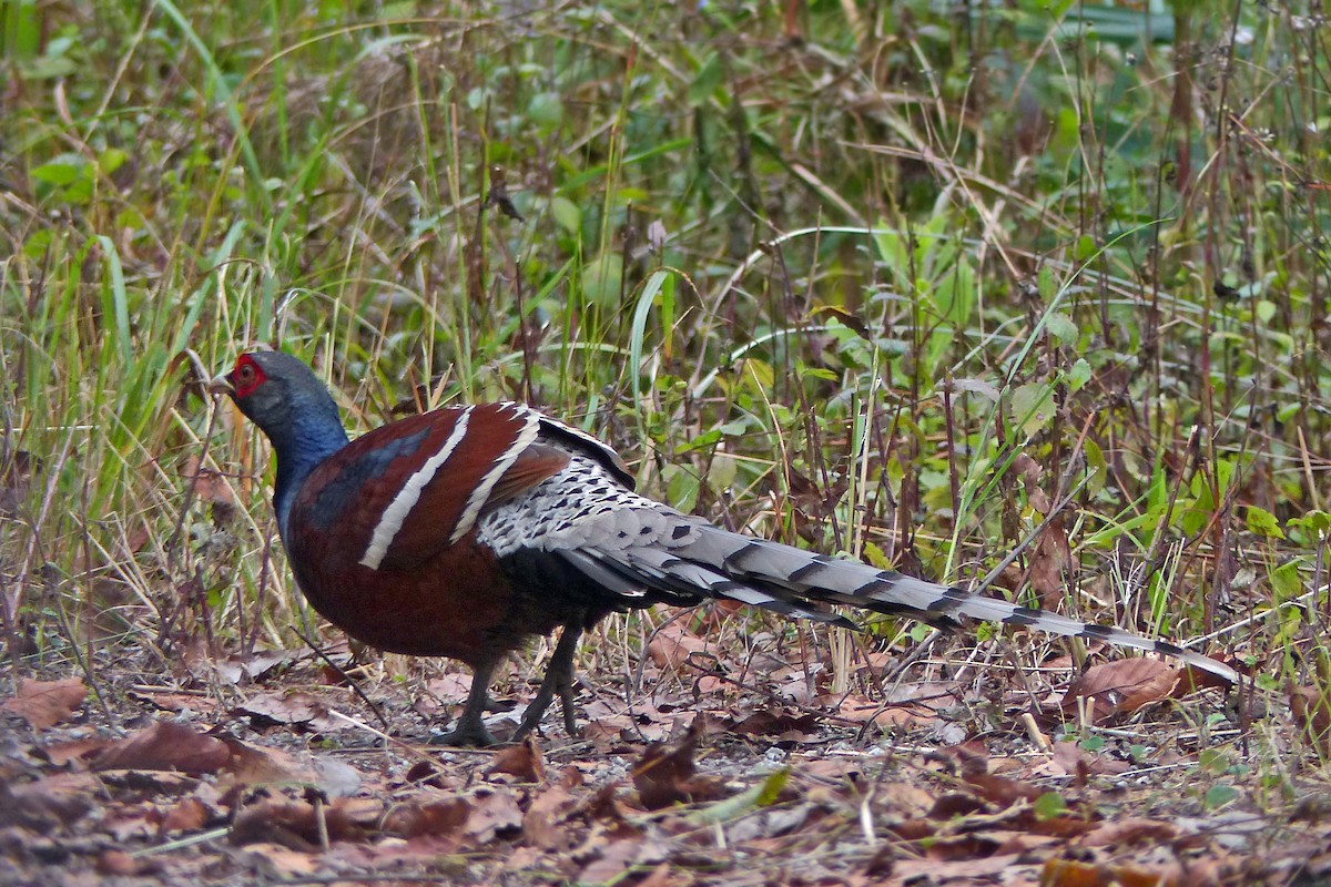 Mrs. Hume's Pheasant - ML642957487
