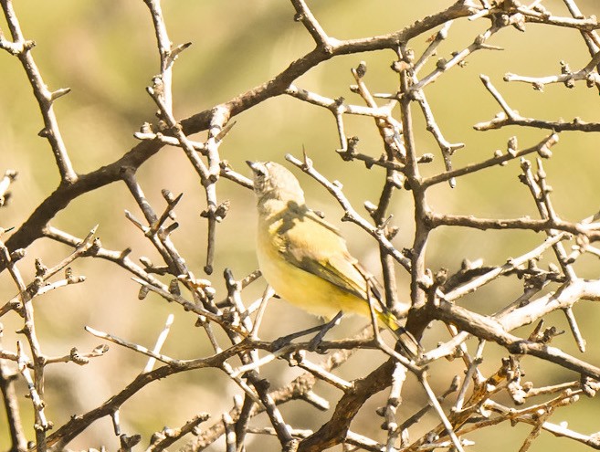 Yellow-rumped Thornbill - ML642957494