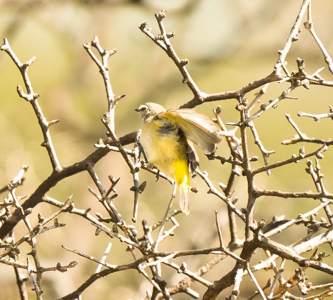 Yellow-rumped Thornbill - ML642957495