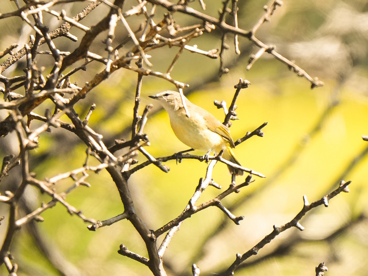 Yellow-rumped Thornbill - ML642957496