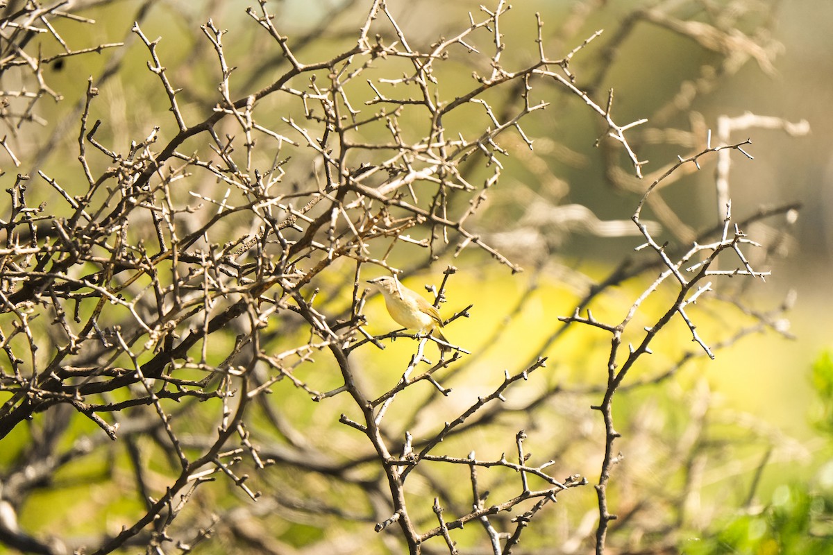Yellow-rumped Thornbill - ML642957497