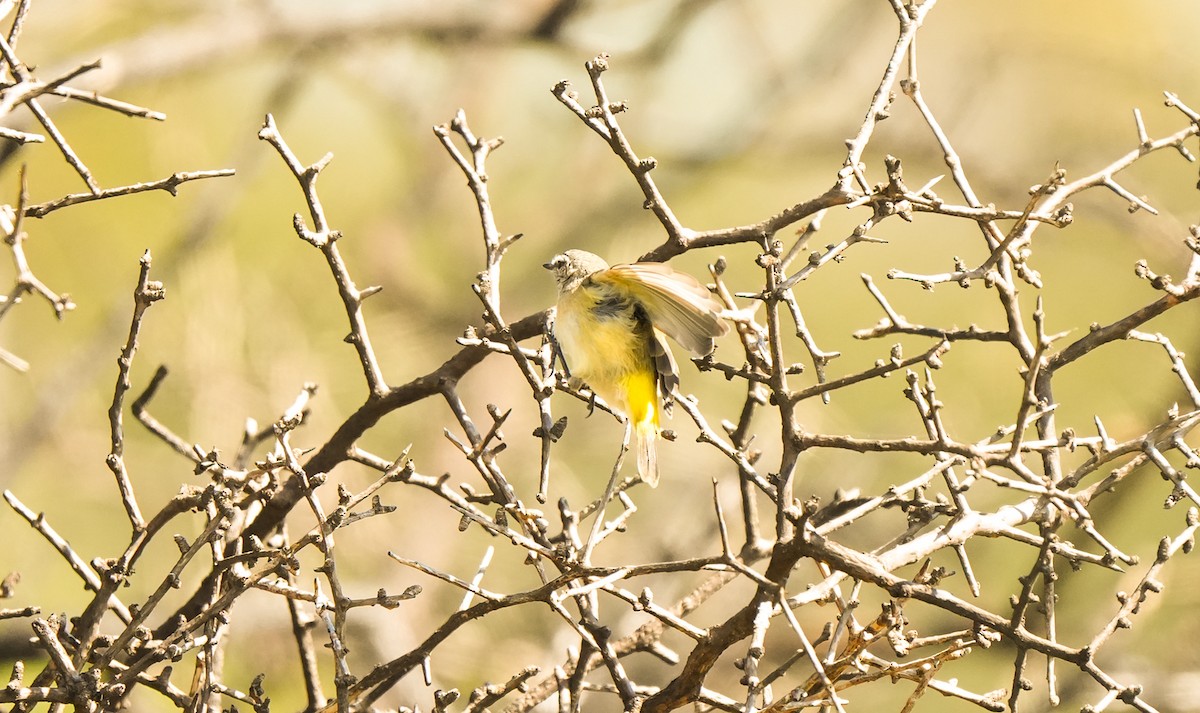 Yellow-rumped Thornbill - ML642957498