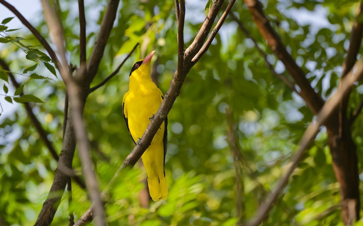 Black-naped Oriole - ML642957499