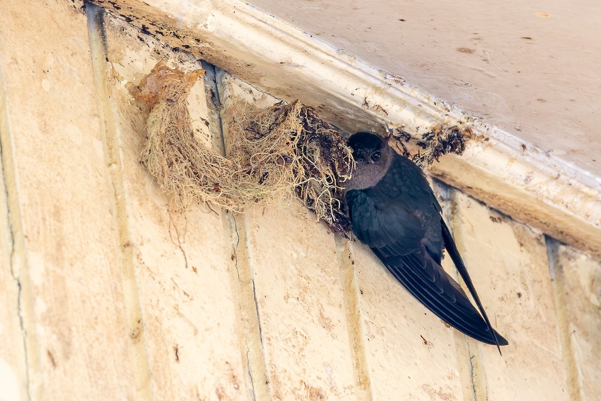Plume-toed Swiftlet - ML642957500