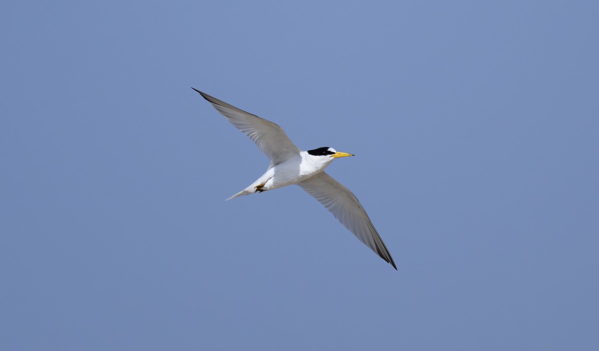 Saunders's Tern - ML642957501