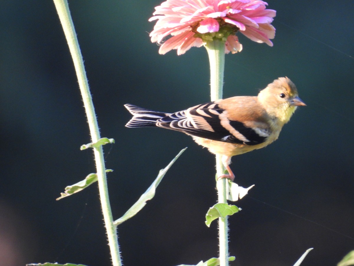 American Goldfinch - ML642957506