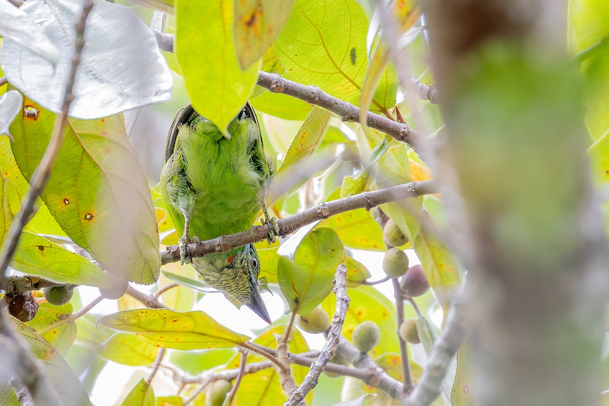 Mountain Barbet - ML642957507