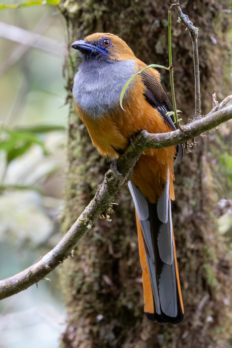 Trogón de Borneo - ML642957508