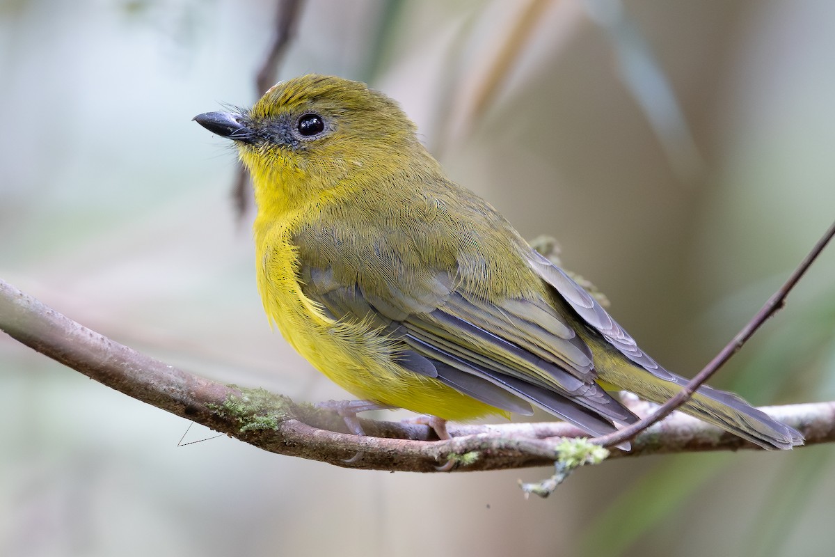 Bornean Whistler - ML642957509
